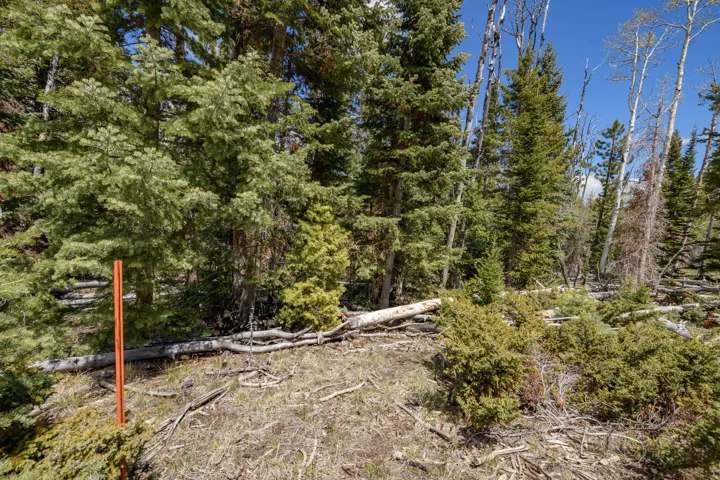Wooded acreage featuring mature evergreen and deciduous trees, natural ground cover, fallen timber, and a clear blue sky