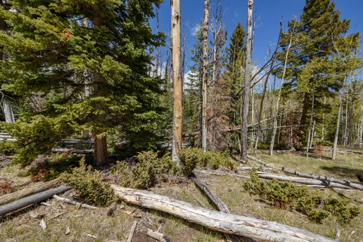 Expansive wooded lot featuring mature evergreen trees, mixed deciduous trees, natural ground cover, fallen timber, and a clear blue sky