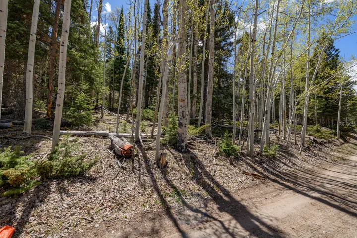 Wooded lot featuring mature aspen and evergreen trees