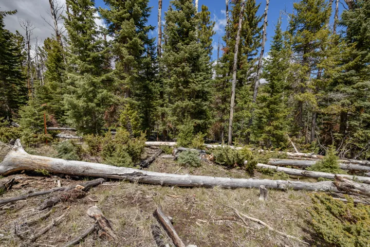 Wooded acreage featuring abundant mature evergreen trees and natural ground cover