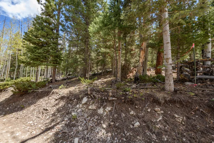 Wooded parcel featuring a varied tree canopy of evergreen and deciduous trees