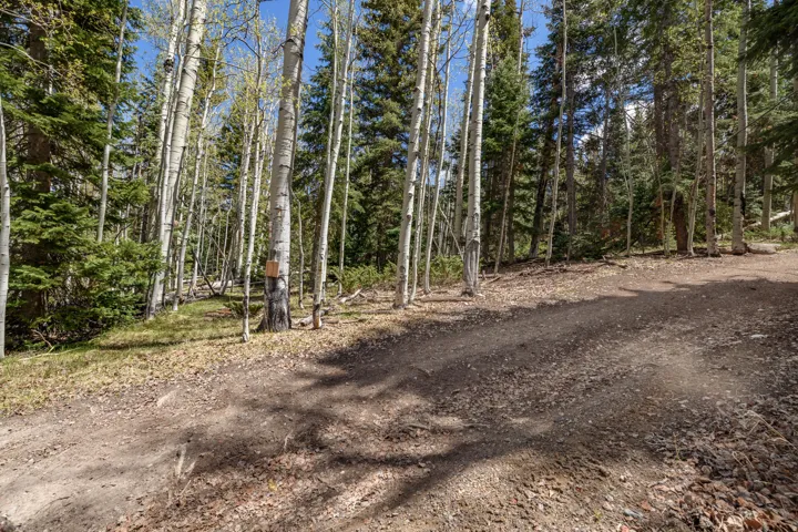 Wooded property featuring a natural terrain driveway, mature aspen trees, coniferous trees, and a sun-dappled ground cover