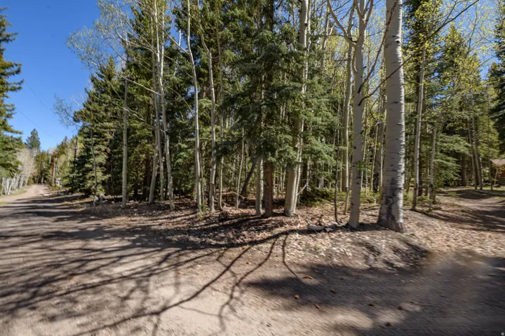 Wooded lot featuring mature deciduous and evergreen trees, a natural ground cover, and a partial dirt road