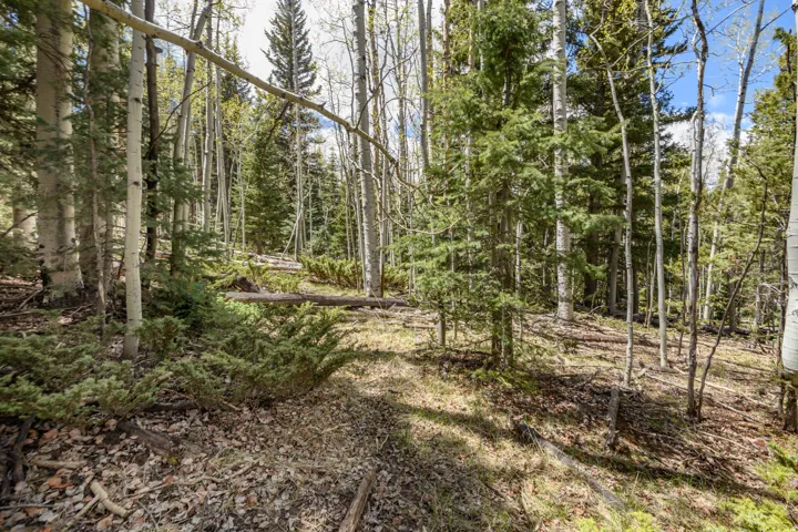 Wooded property featuring a mix of mature deciduous and evergreen trees, undergrowth, and natural ground cover