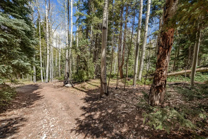 Wooded property featuring a natural dirt path, mature evergreen trees, and towering white-barked deciduous trees