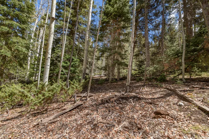 Wooded property featuring a mix of mature conifer and aspen trees