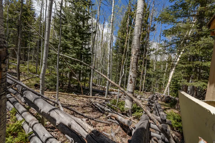 Wood-slat fencing bordering a natural landscape with mature evergreen trees and aspen trees