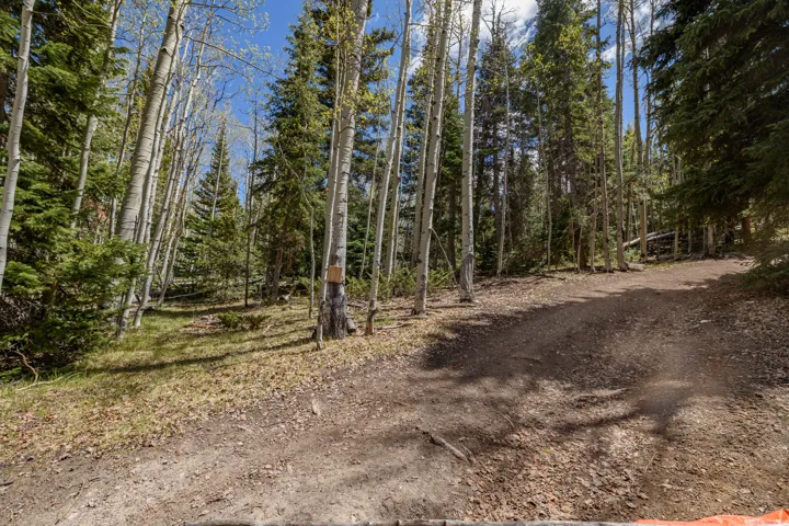 Wooded lot featuring mature evergreen and deciduous trees, a natural ground cover, and a visible dirt path