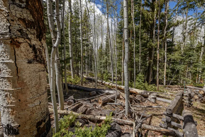 Forested property featuring mature aspen and evergreen trees, natural ground cover, and a rustic log fence