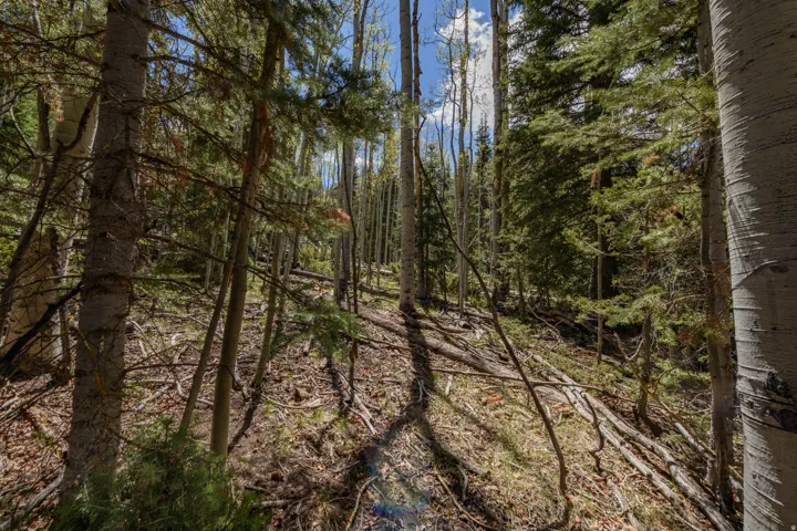 Wooded acreage featuring a natural ground cover, mature pine trees, and aspen trees