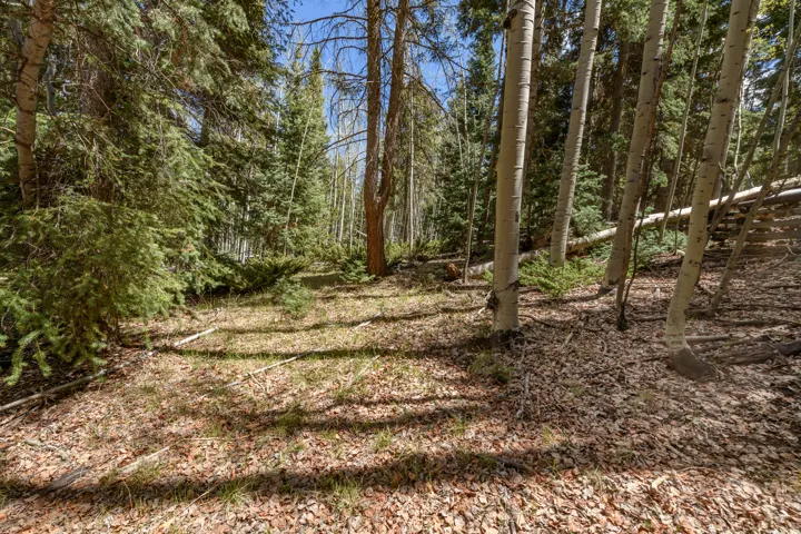 Expansive wooded lot featuring a mix of mature coniferous and deciduous trees, primarily aspens
