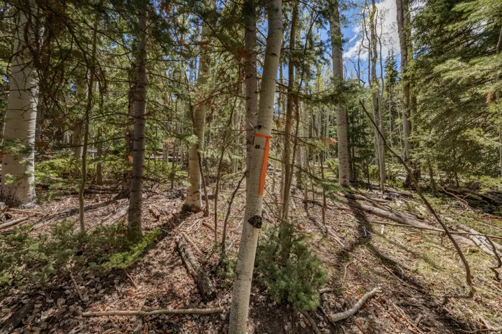 Wooded lot featuring mature aspen and pine trees, natural ground cover, and dappled sunlight