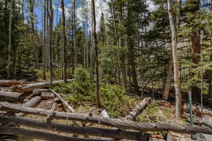 Wood log fence bordering a sloped, natural forested area featuring mature evergreen and deciduous trees, scattered fallen timber, and natural ground cover