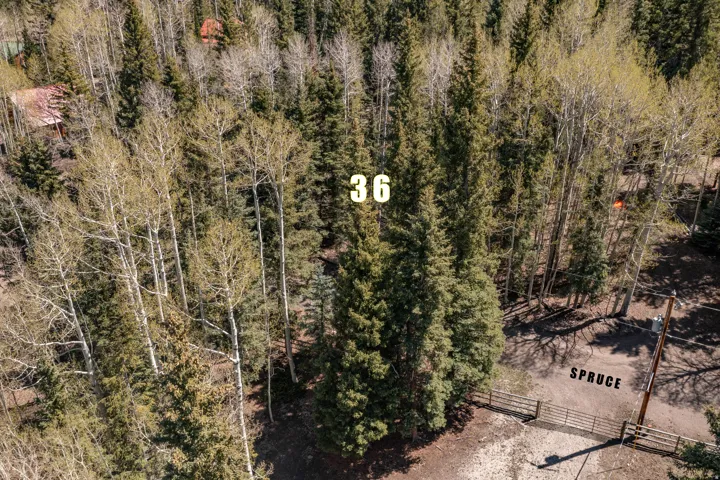 Heavily wooded lot featuring mature evergreen and deciduous trees, a partial fence line, and a visible electrical utility pole