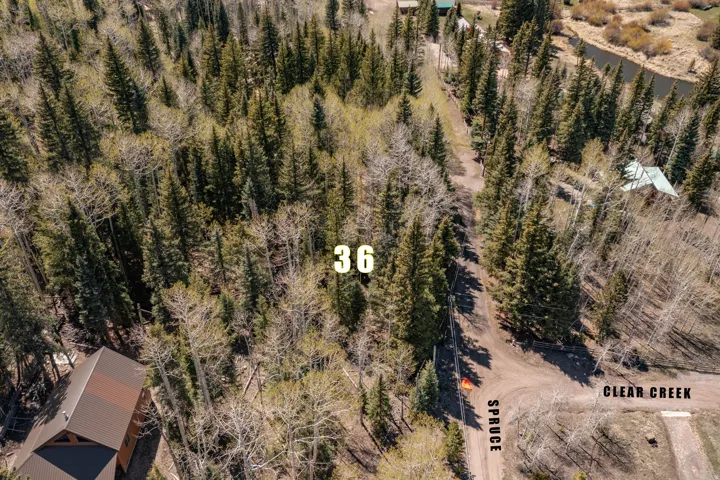 Heavily treed property featuring a mix of mature evergreens and deciduous trees, with a natural surface road bordering the parcel