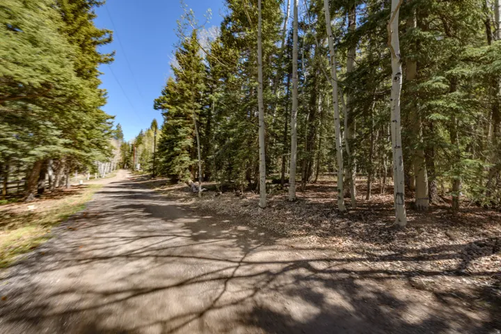 Wooded lot featuring a gravel drive, mature evergreen trees, and a stand of aspen trees