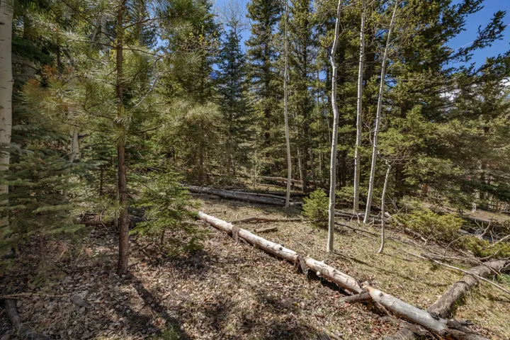 Wooded acreage featuring mature evergreen and aspen trees