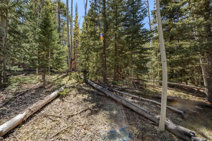 Forested terrain featuring an assortment of mature pine and aspen trees, natural ground cover, and scattered fallen timber