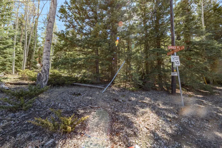 Wooded lot with mature trees, featuring a mix of evergreen and deciduous foliage, and a natural ground cover