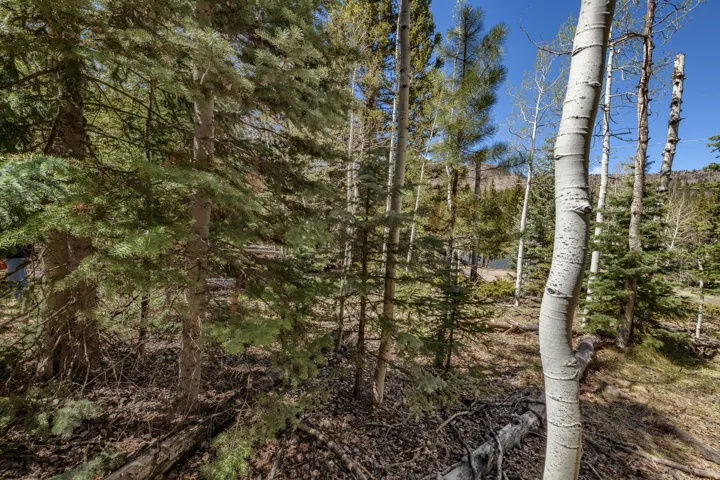 Wooded landscape featuring a diverse collection of mature trees
