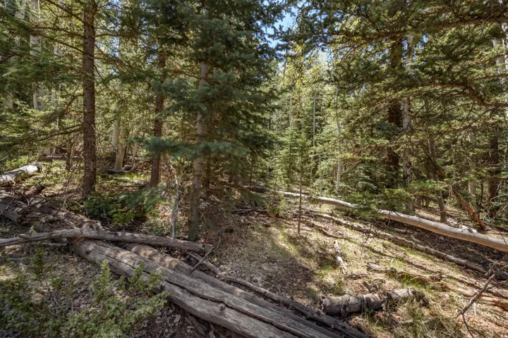 Natural wooded terrain featuring a dense canopy of mature evergreen trees and scattered deciduous trees