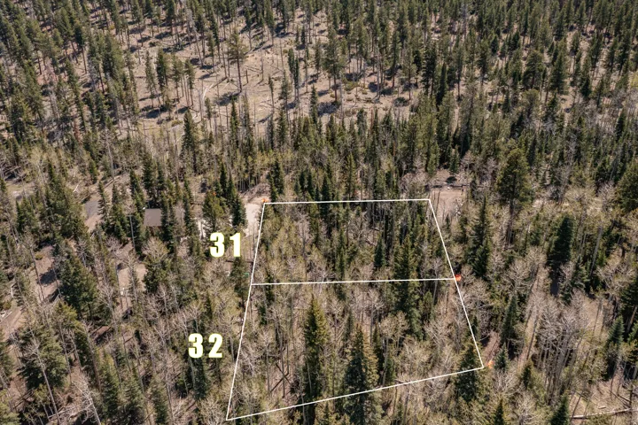 Wooded lot featuring mature evergreen trees