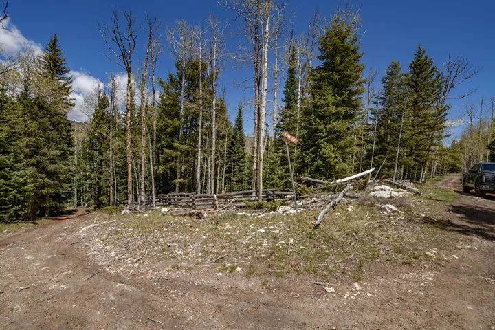 Wooded lot featuring mature evergreen and deciduous trees, a split-rail fence, and a dirt road