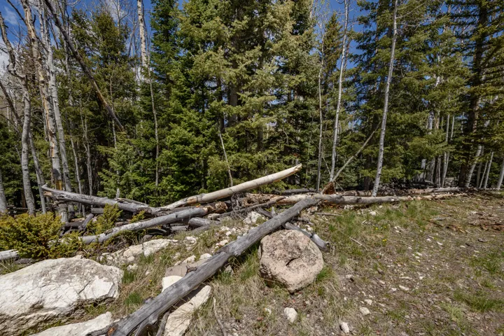 Forested acreage featuring mature evergreen and deciduous trees, scattered rock formations, and natural ground cover