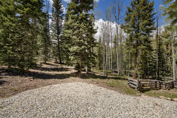 Expansive natural landscape featuring a gravel-covered ground, mature evergreen trees, and slender deciduous trees