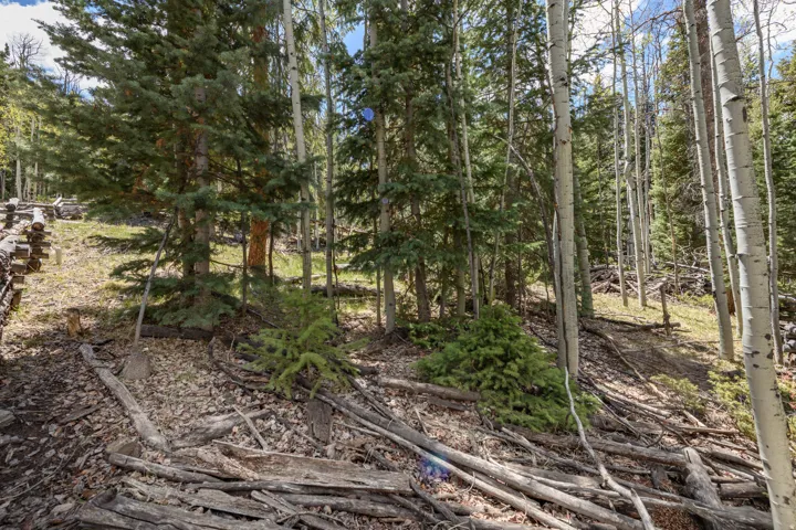Expansive wooded lot featuring mature coniferous and deciduous trees, natural ground cover, and a stacked log retaining wall