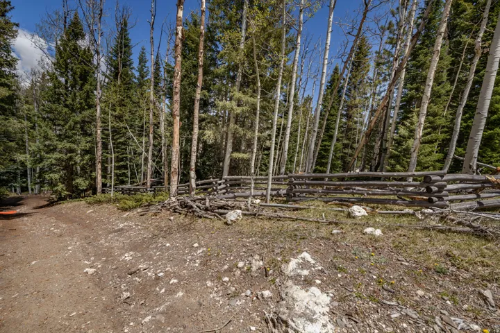 Wooded property featuring a rustic split-rail fence, mature evergreen trees, deciduous trees with white bark, a dirt path, and natural ground cover
