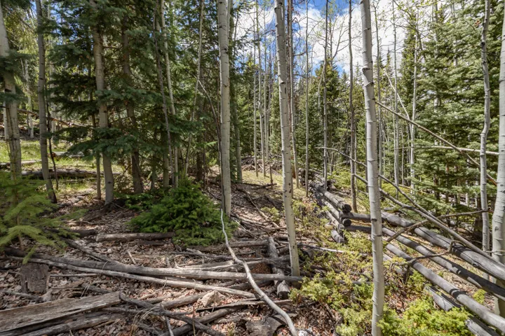 Wooded property featuring mature aspen and evergreen trees