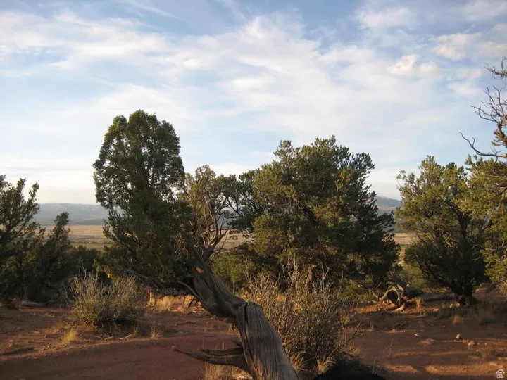 Natural landscape featuring mature trees and a distant valley