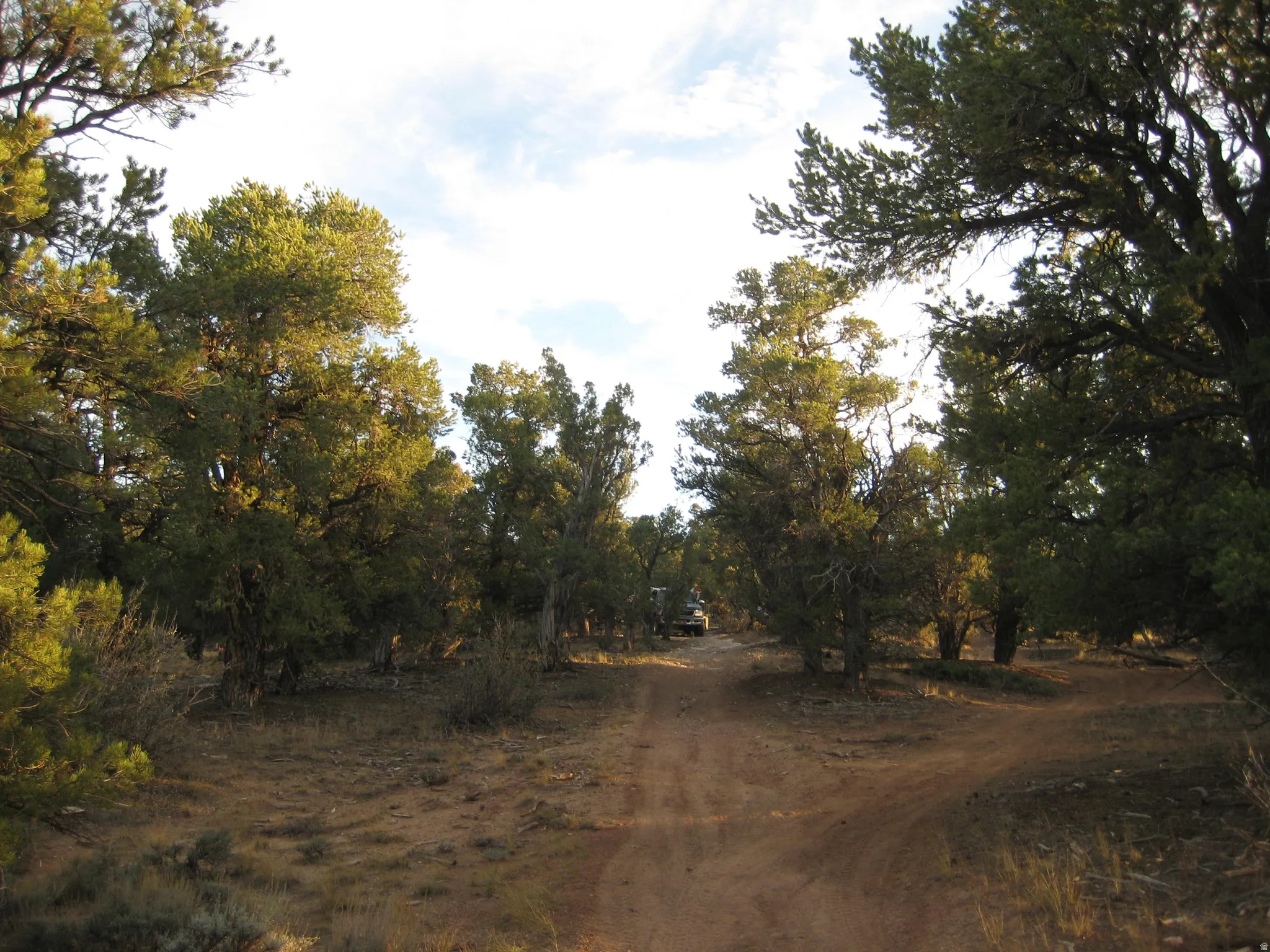 Dirt path winding through a landscape of mature evergreen trees and natural ground cover