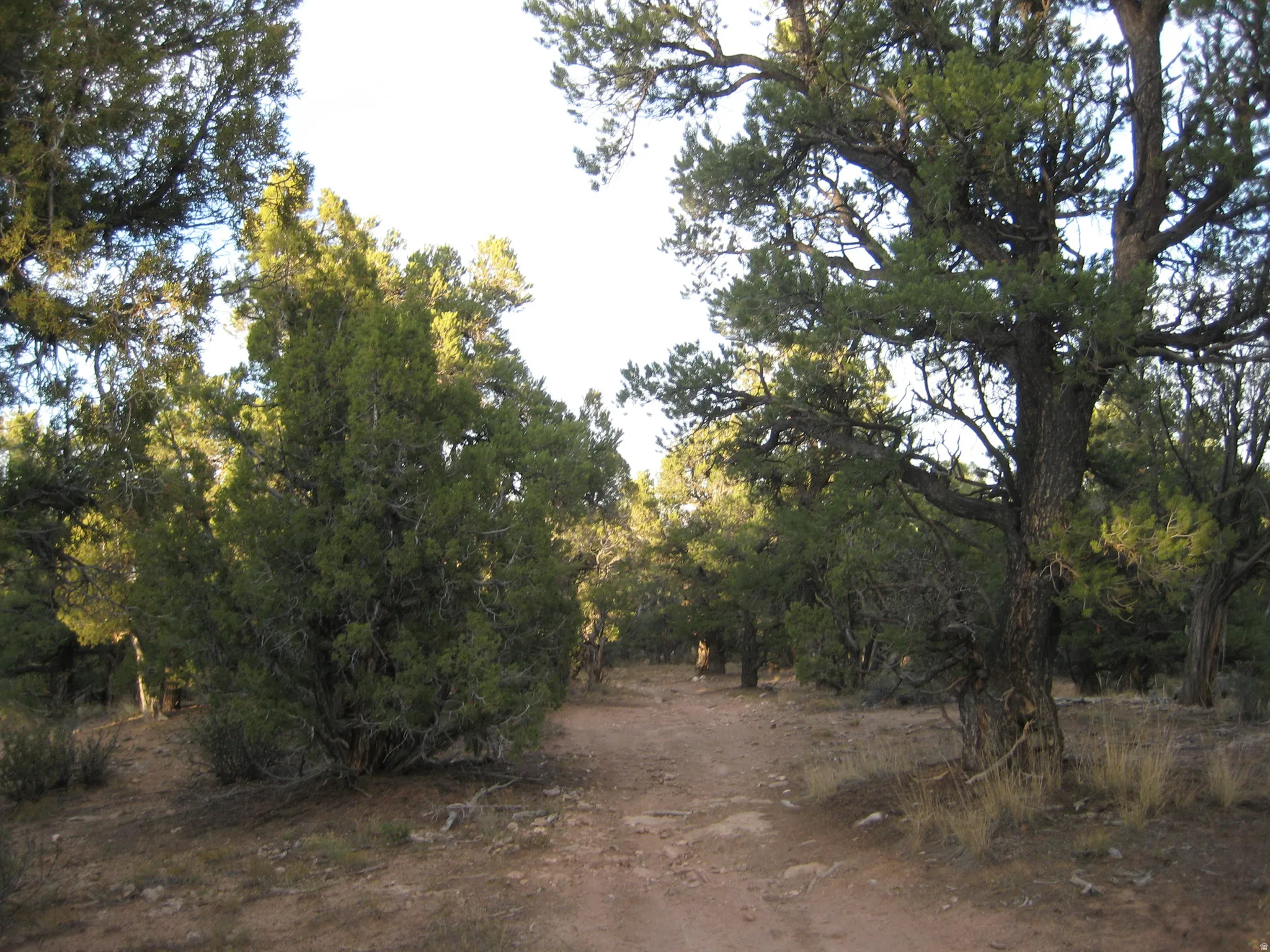 Dirt path traversing through mature evergreen trees and natural vegetation