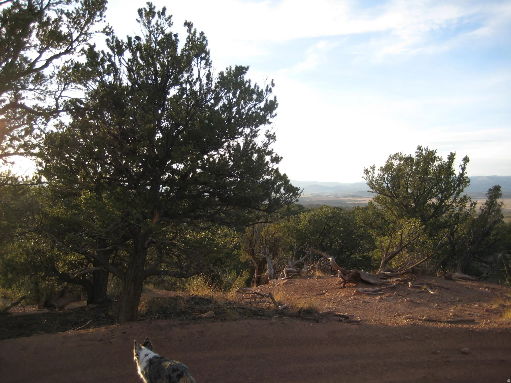 Natural landscape featuring mature evergreen trees and expansive distant terrain under a bright sky