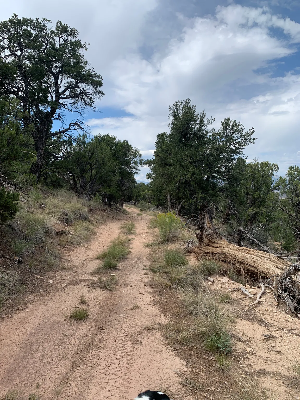 Dirt road bordered by mature trees and natural vegetation