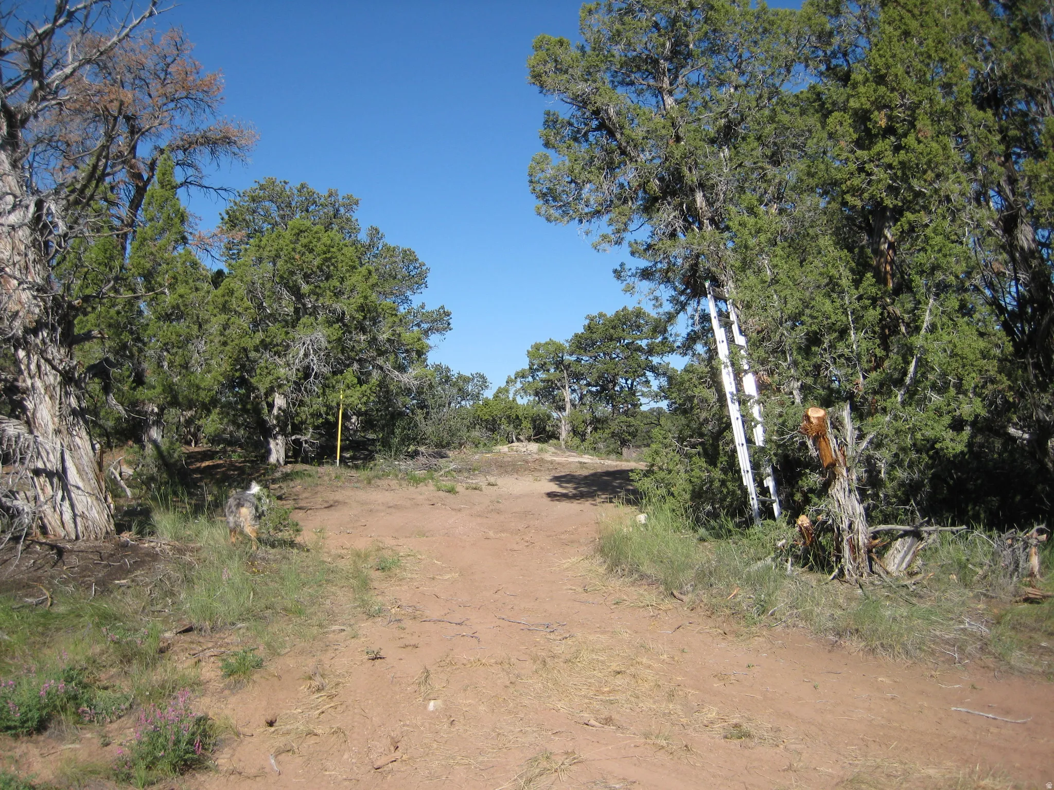 Expansive natural landscape featuring a dirt pathway, mature evergreen trees, and native vegetation