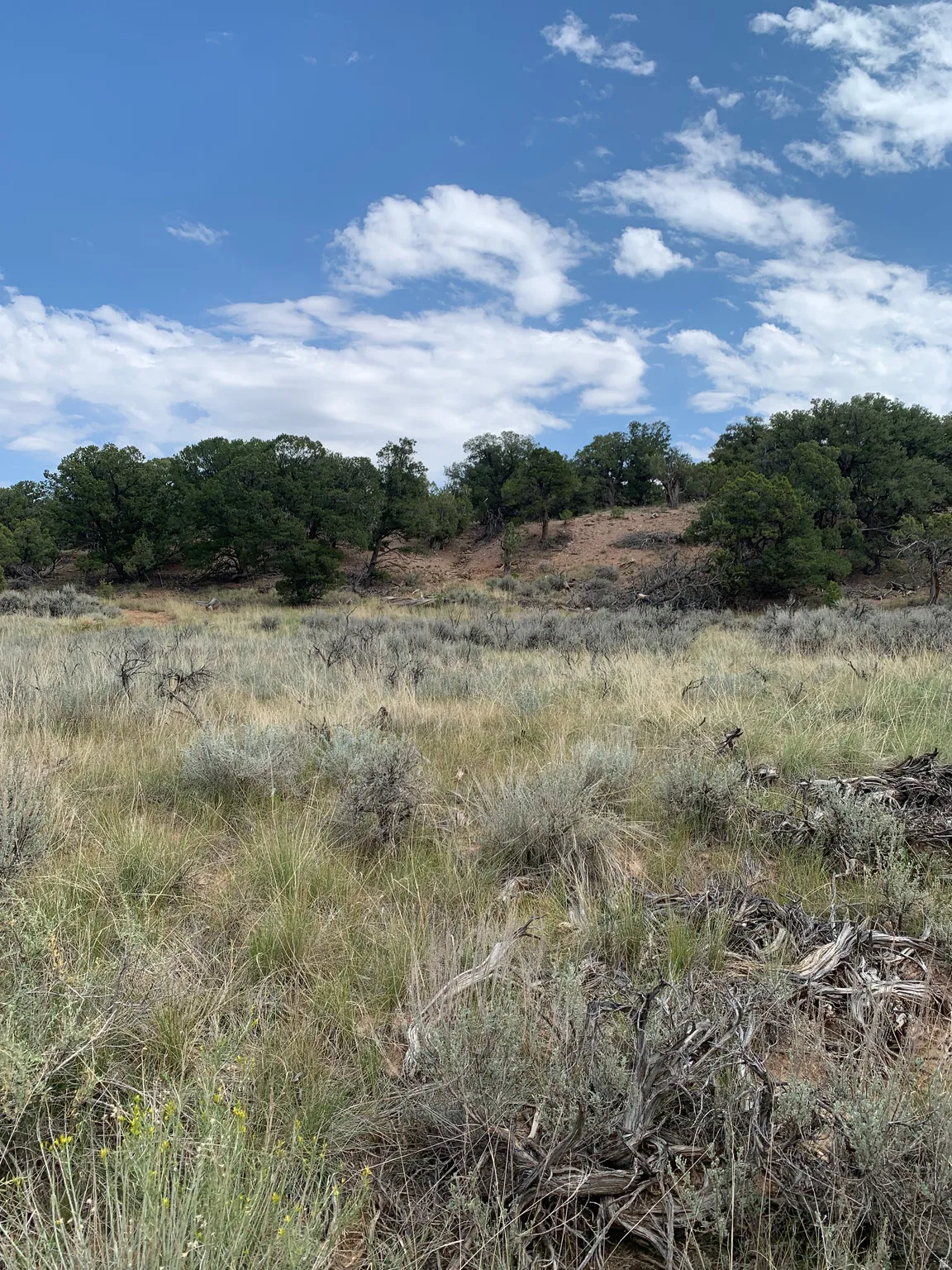 Expansive natural landscape featuring varied terrain, mature trees along a hillside, and native vegetation