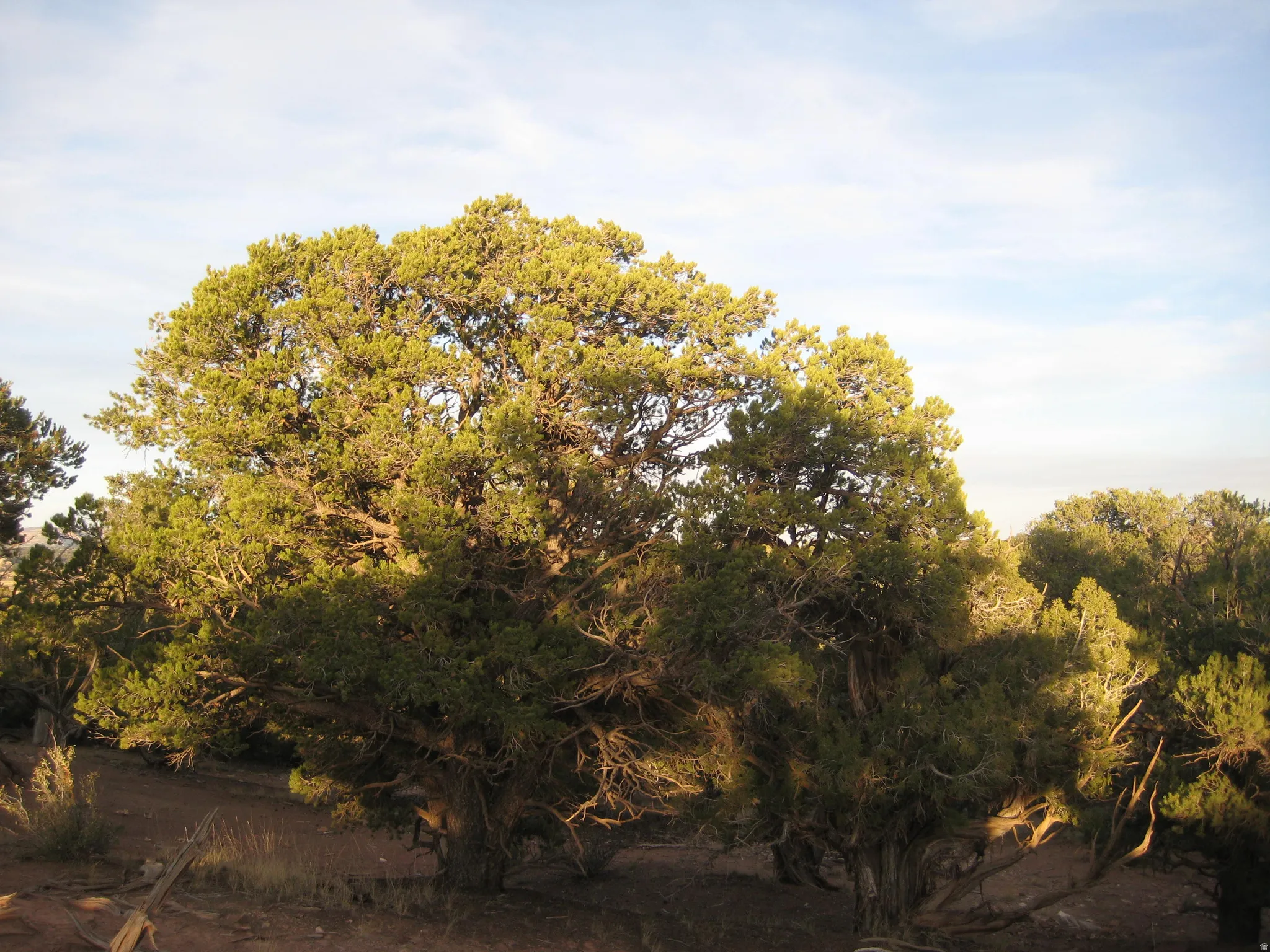 Mature evergreen trees with dense green foliage and visible textured bark