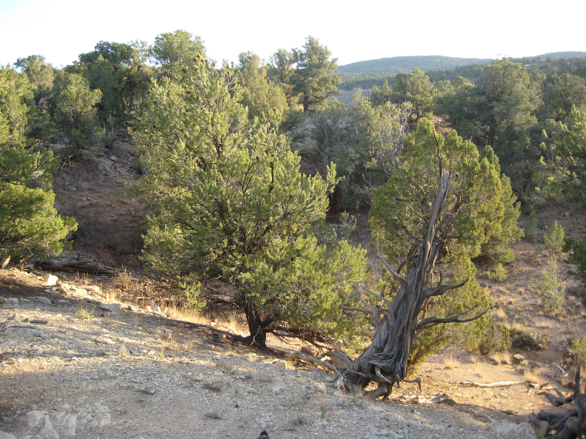 Sloping terrain with natural rock formations and an abundance of mature trees