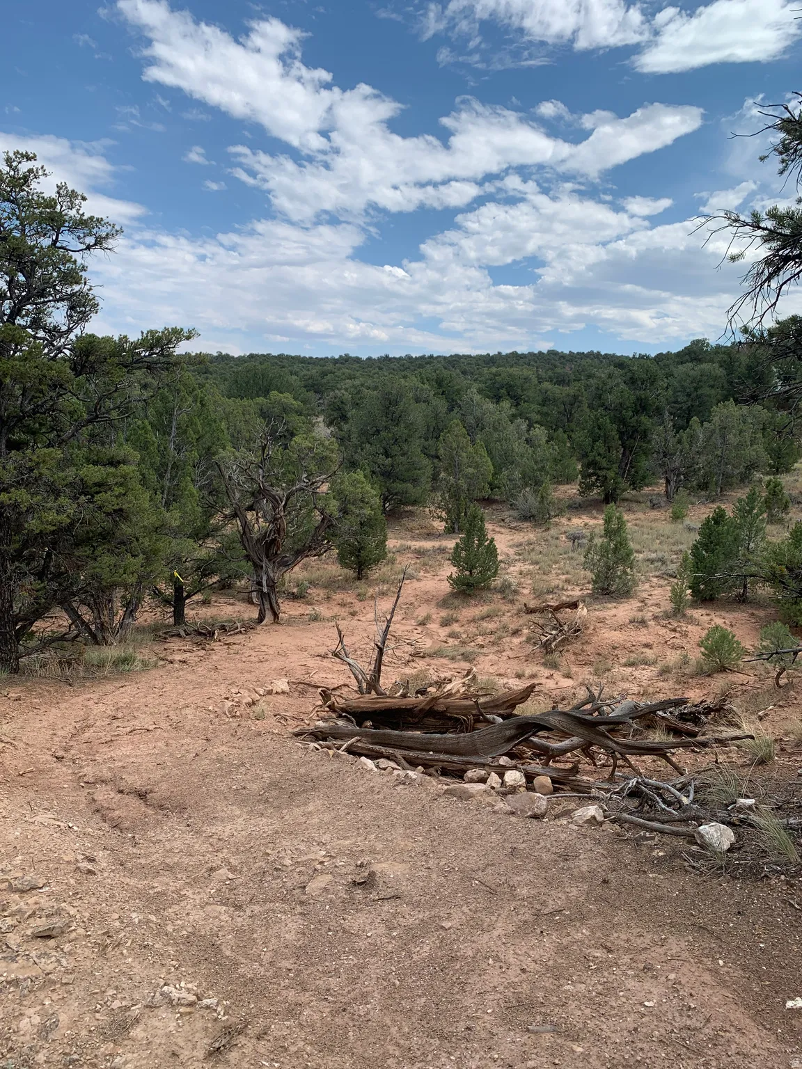 Expansive natural landscape featuring varied terrain and abundant tree coverage