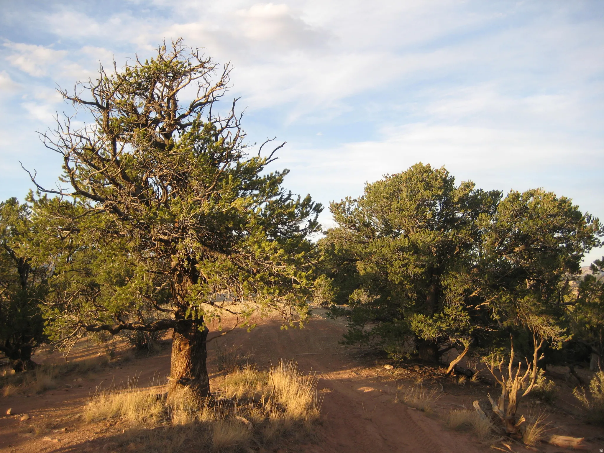 Natural landscape featuring established evergreen trees and arid vegetation