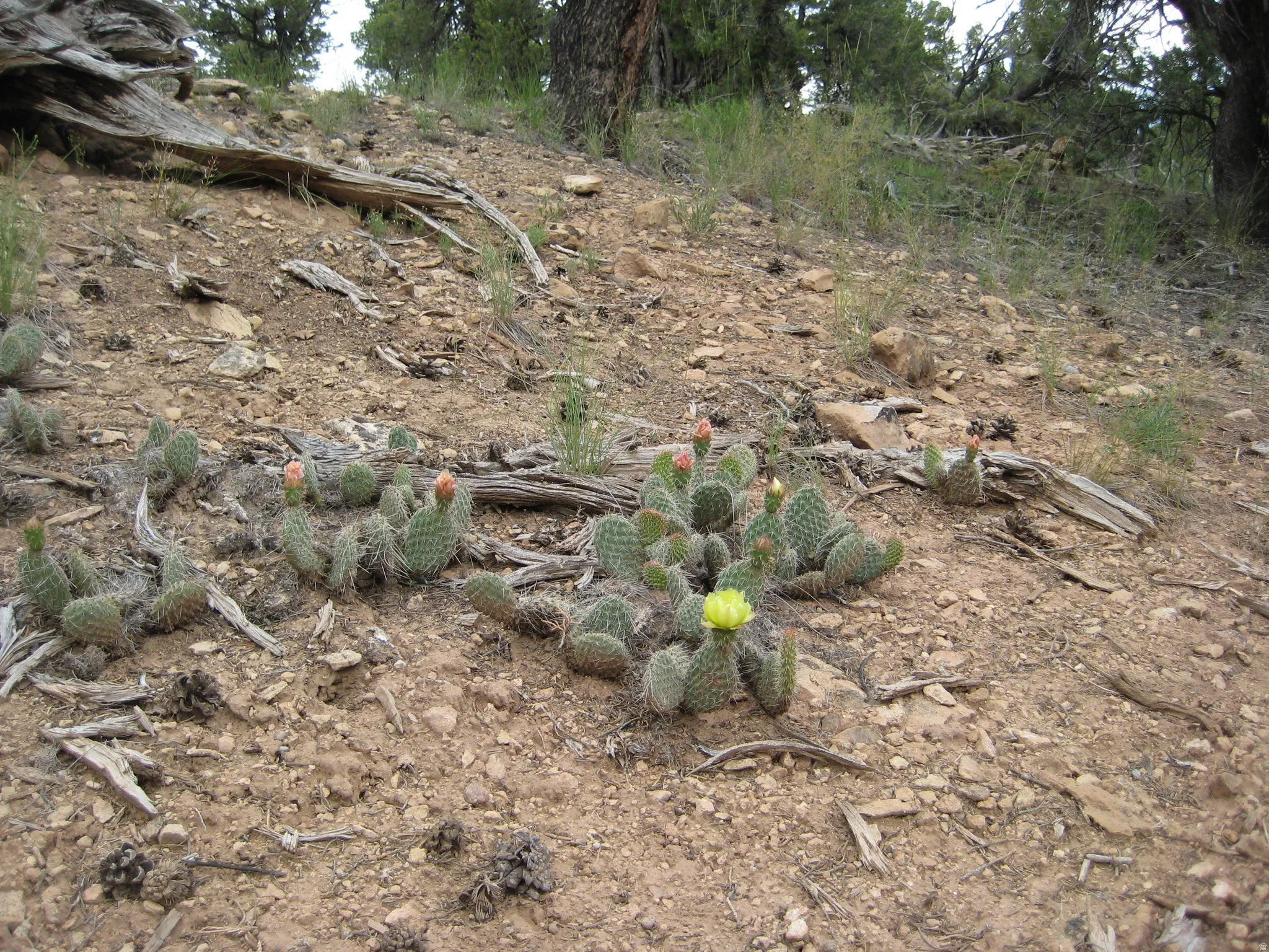 Natural desert landscape featuring flourishing cacti, some with yellow and orange blooms