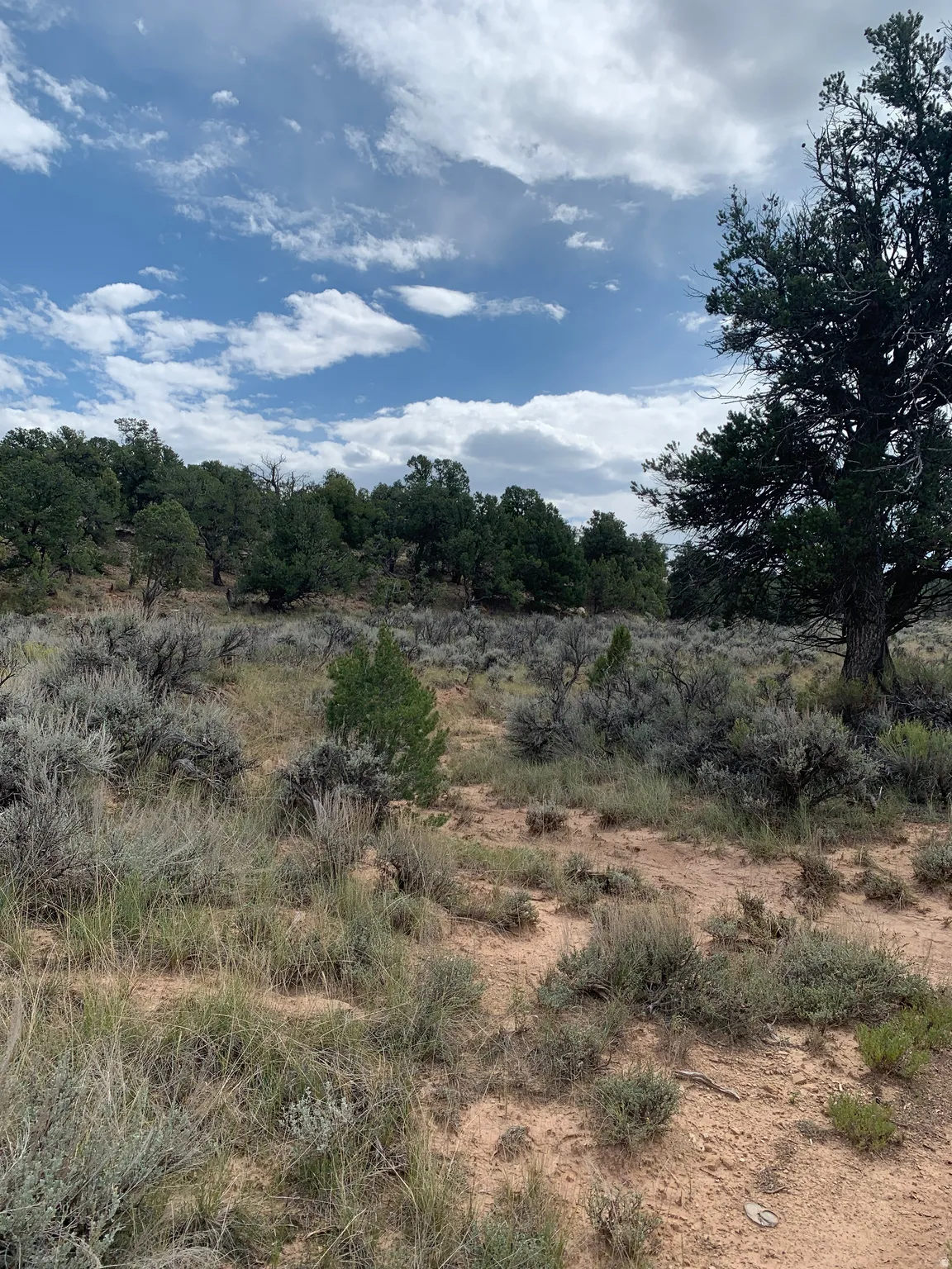 Expansive land parcel featuring natural desert vegetation, mature evergreen trees, and varying topography