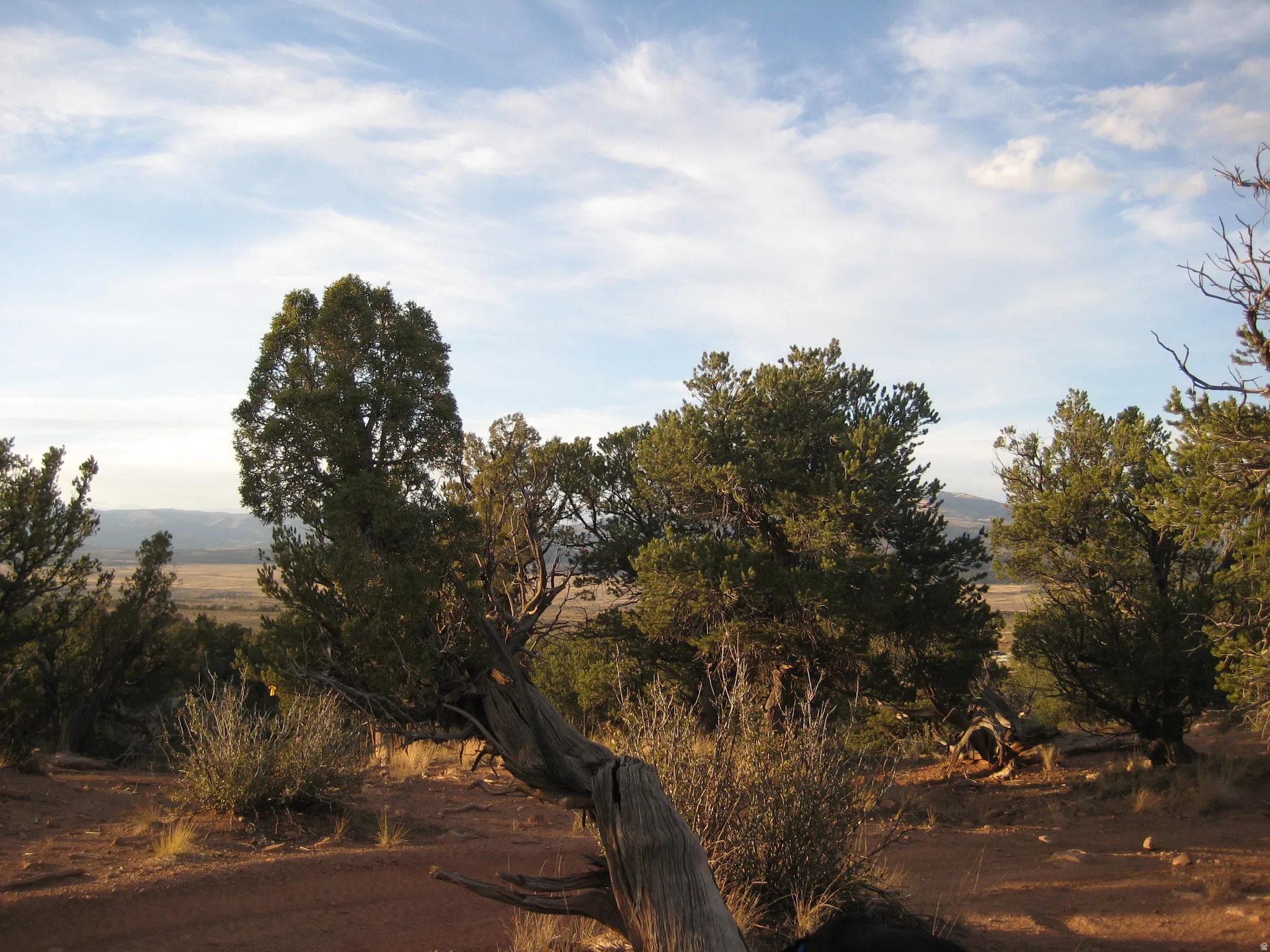 Natural landscape featuring varied evergreen trees, red earth, and distant plains under a sky with cirrus clouds