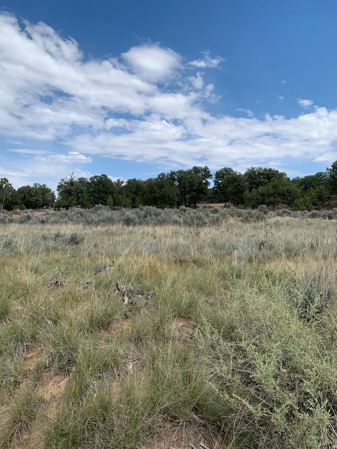 Expansive natural landscape featuring varied grasses and low-lying shrubs