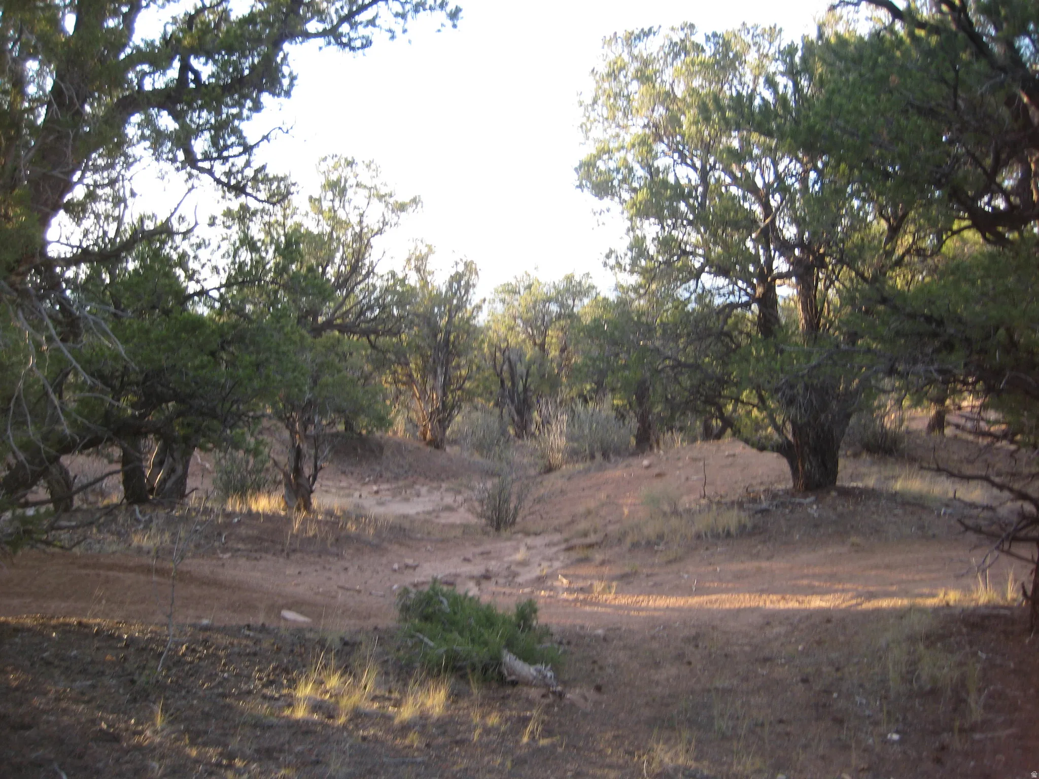 Natural terrain featuring mature evergreen trees and varied ground cover