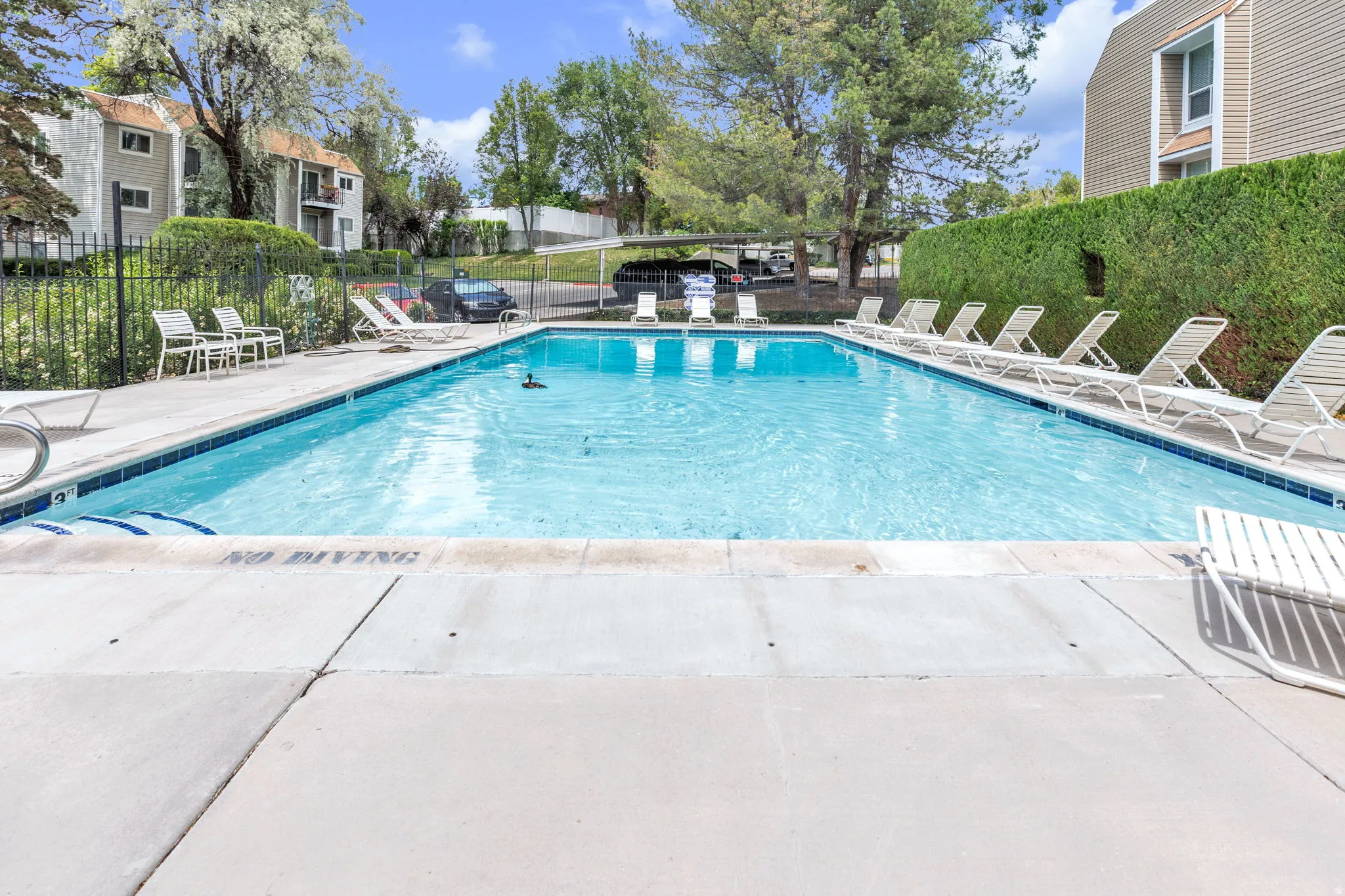 Outdoor swimming pool with a concrete surround, perimeter hedging, and a black wrought iron fence