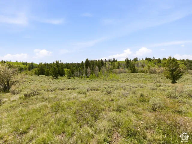 Expansive undeveloped land featuring diverse natural vegetation, including mature trees and various shrubbery